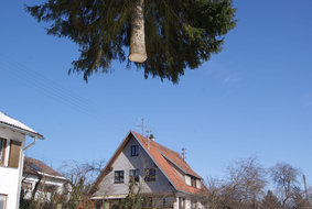 Baumfällung auf beeingtem Raum von Gartenbau Ihringer