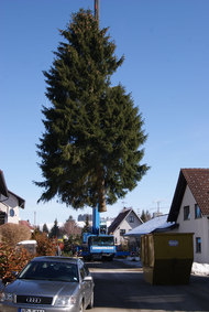 Baumfällung auf beengtem Raum