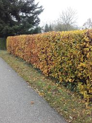 Hecke im Herbst