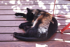 Leo auf Terrasse